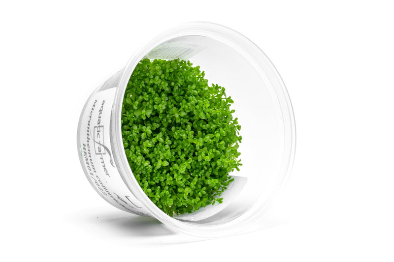 Hemianthus Callitrichoides (Dwarf Baby Tears) Aquatic Farmer Tissue Culture Aquatic Plant - Buce Plant