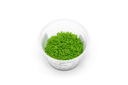 Hemianthus Callitrichoides (Dwarf Baby Tears) Aquatic Farmer Tissue Culture Aquatic Plant - Buce Plant