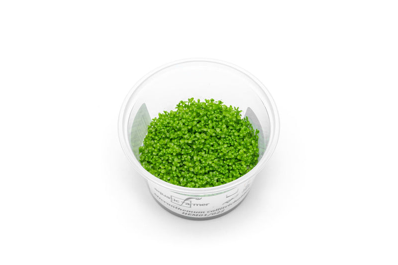 Hemianthus Callitrichoides (Dwarf Baby Tears) Aquatic Farmer Tissue Culture Aquatic Plant - Buce Plant