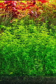 Hemianthus Micranthemoides (Pearl Weed) Aquatic Farmer Tissue Culture Aquatic Plant - Buce Plant
