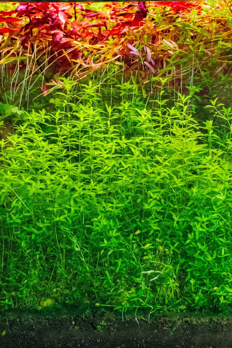 Hemianthus Micranthemoides (Pearl Weed) Aquatic Farmer Tissue Culture Aquatic Plant - Buce Plant