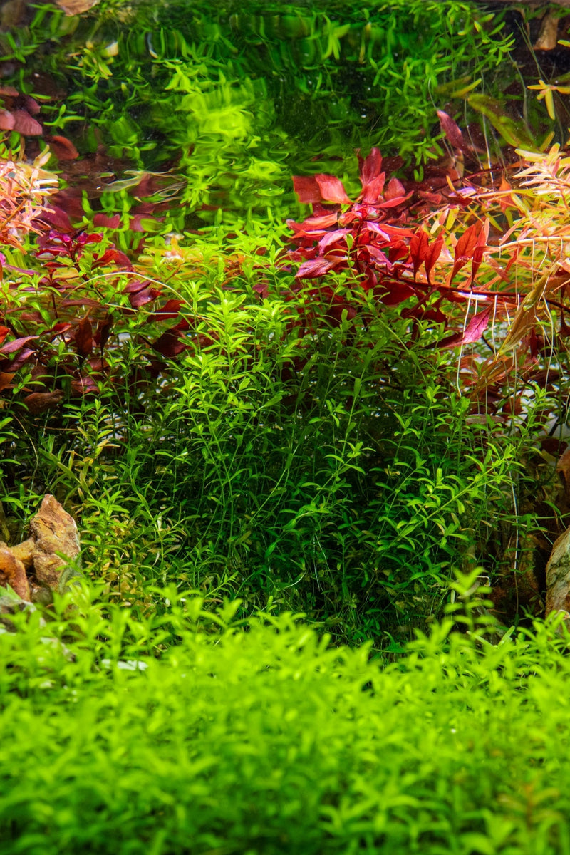 Hemianthus Micranthemoides (Pearl Weed) Aquatic Farmer Tissue Culture Aquatic Plant - Buce Plant