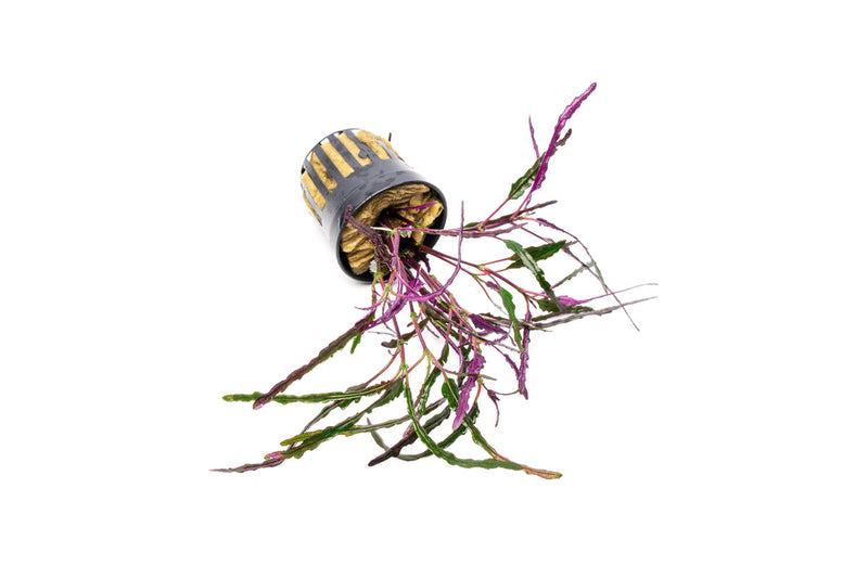Hemigraphis Repanda / Dragon's Tongue Aquatic Plant - Buce Plant