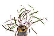 Hemigraphis Repanda / Dragon's Tongue Aquatic Plant - Buce Plant