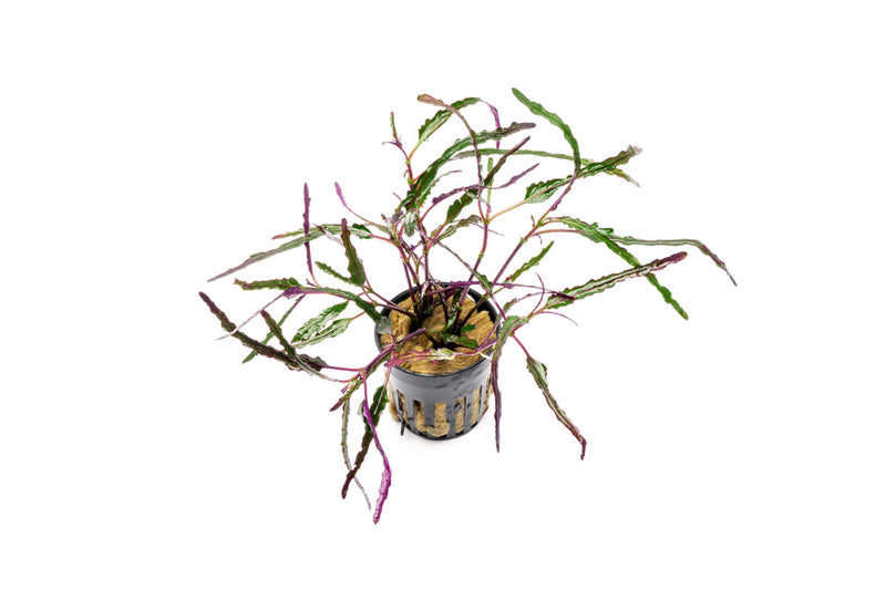 Hemigraphis Repanda / Dragon's Tongue Aquatic Plant - Buce Plant