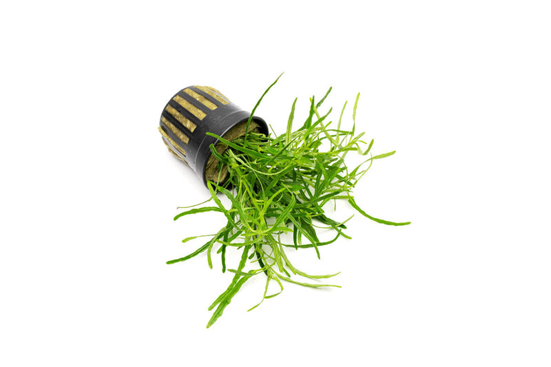 Hemigraphis Repanda Green terrarium plant with vibrant green foliage, showcased in a natural setting.
