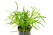 Hemigraphis Repanda Green terrarium plant with vibrant green, textured foliage, ideal for indoor terrarium or vivarium setups.