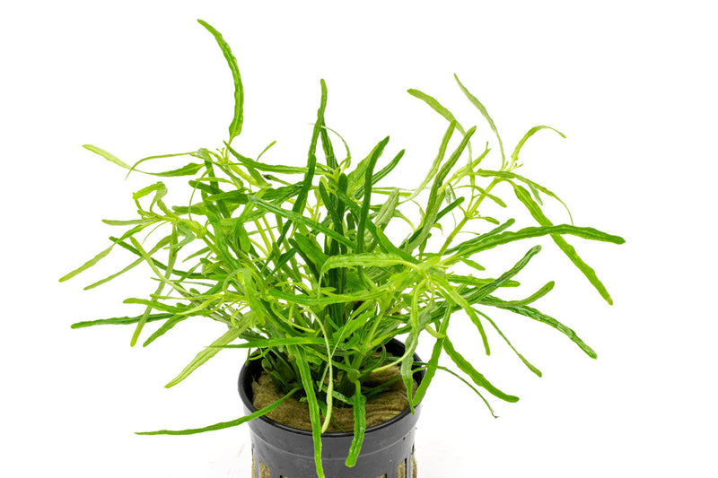 Hemigraphis Repanda Green terrarium plant with vibrant green, textured foliage, ideal for indoor terrarium or vivarium setups.