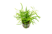 Healthy Hemigraphis Repanda green terrarium plant from ACW with vibrant foliage in a small glass terrarium.