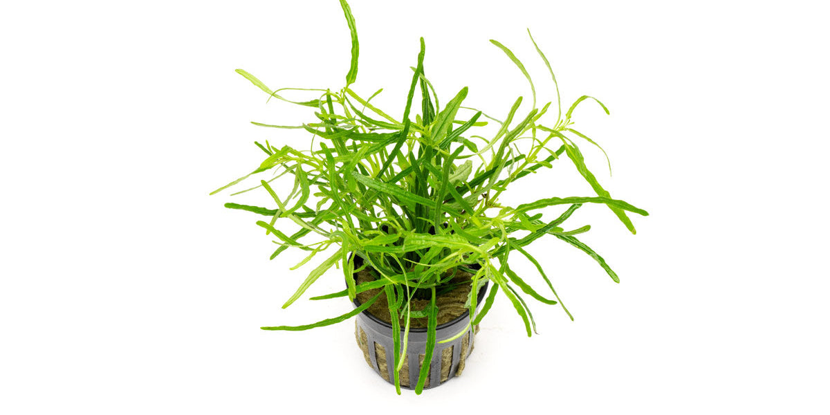 Hemigraphis Repanda Green Dragon's Tongue - Buce Plant