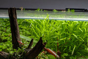 Bright green Hemigraphis Repanda terrarium plant from ACW, showcasing lush, textured foliage suitable for indoor terrarium decor.