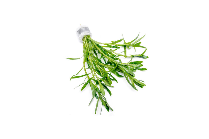 Healthy Heteranthera Zosterifolia aquatic plant from ACW, with vibrant green foliage ideal for freshwater aquariums.