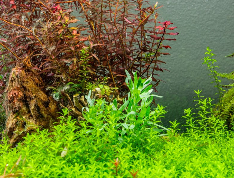 Healthy Heteranthera Zosterifolia aquatic plant from ACW, with lush green leaves ideal for freshwater aquariums.