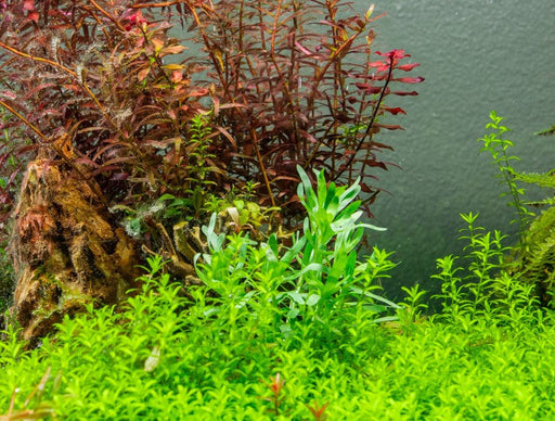 Healthy Heteranthera Zosterifolia aquatic plant from ACW, with lush green leaves ideal for freshwater aquariums.