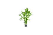 Healthy Heteranthera Zosterifolia aquatic plant from ACW, showcasing lush green, finely divided leaves suitable for freshwater aquariums.