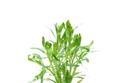Healthy Heteranthera Zosterifolia aquatic plant from ACW, showcasing vibrant green, slender leaves perfect for freshwater aquariums.