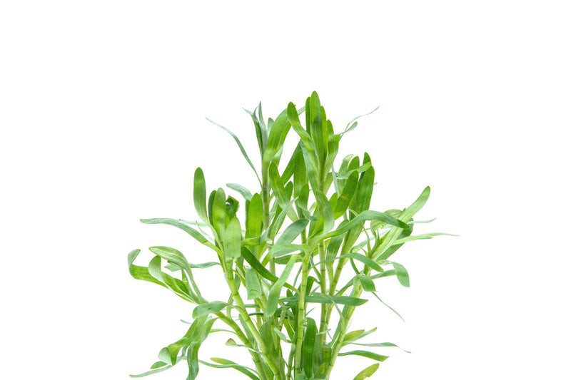 Healthy Heteranthera Zosterifolia aquatic plant from ACW, showcasing vibrant green, slender leaves perfect for freshwater aquariums.