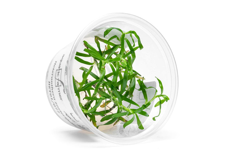 Heteranthera Zosterifolia Aquatic Farmer Tissue Culture Aquatic Plant - Buce Plant