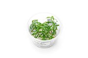 Heteranthera Zosterifolia Aquatic Farmer Tissue Culture Aquatic Plant - Buce Plant