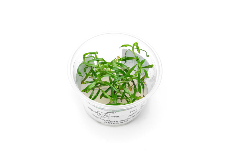 Heteranthera Zosterifolia Aquatic Farmer Tissue Culture Aquatic Plant - Buce Plant