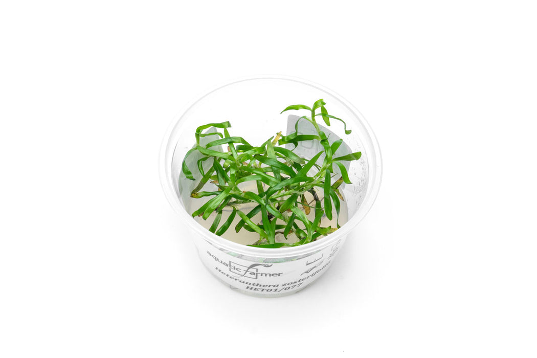 Heteranthera Zosterifolia Aquatic Farmer Tissue Culture