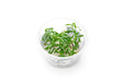 Heteranthera Zosterifolia Aquatic Farmer Tissue Culture