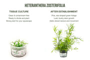 Heteranthera Zosterifolia Aquatic Farmer Tissue Culture