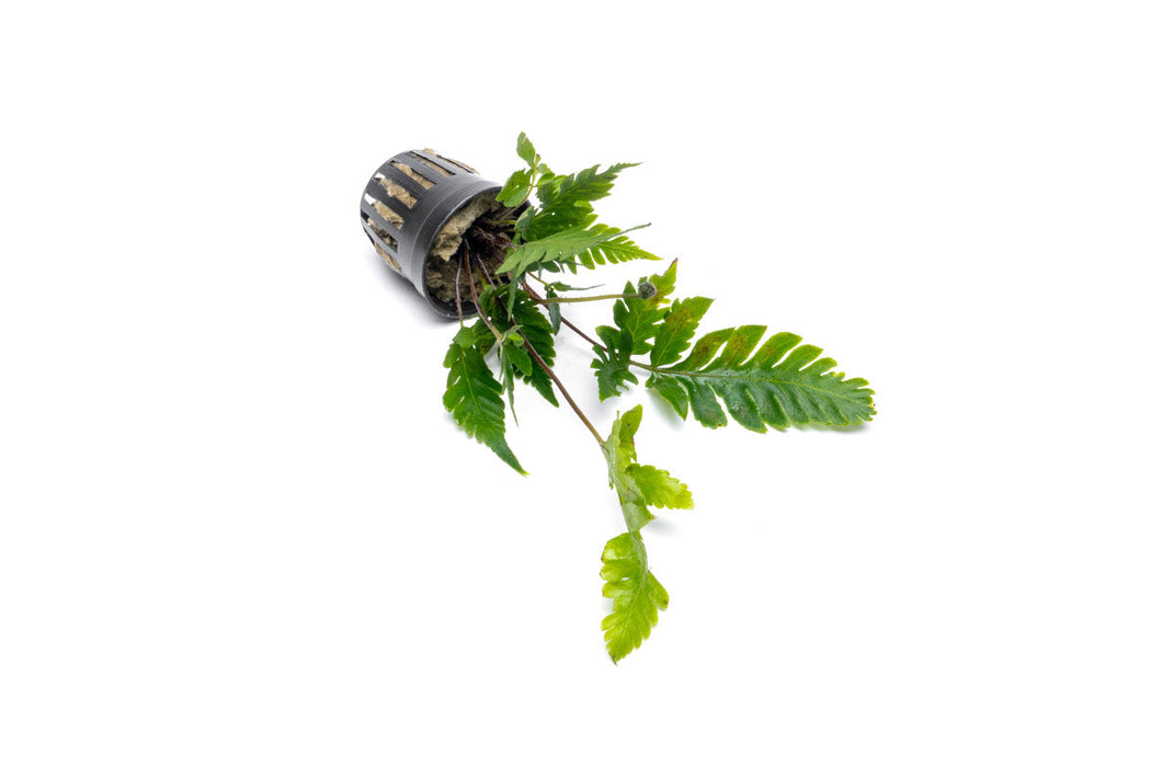 Heterogonium Pinnatum