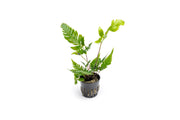 Heterogonium Pinnatum terrarium plant with lush green leaves, displayed in a natural setting for ACW terrarium collection.