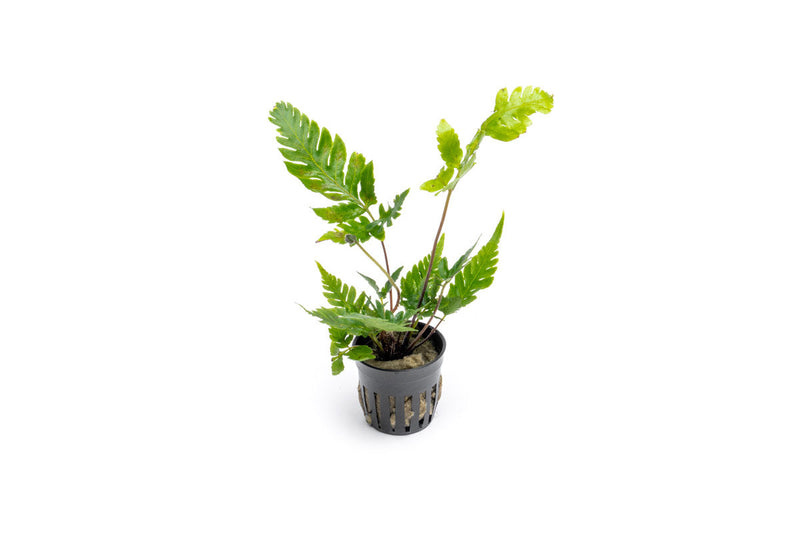 Heterogonium Pinnatum terrarium plant with lush green leaves, displayed in a natural setting for ACW terrarium collection.