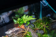 Heterogonium Pinnatum terrarium plant by ACW with lush green foliage and small trailing leaves, ideal for indoor terrarium setups.
