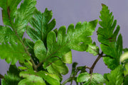 Heterogonium Pinnatum terrarium plant with lush green foliage, grown by ACW, suitable for indoor terrarium decor.
