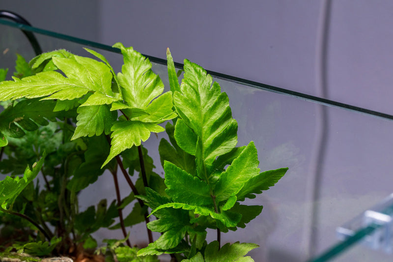 Heterogonium Pinnatum terrarium plant from ACW with lush green foliage, suitable for decorative indoor terrarium setups.
