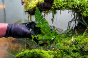 Healthy Heterogonium Pinnatum terrarium plant from ACW with vibrant green leaves and trailing growth.