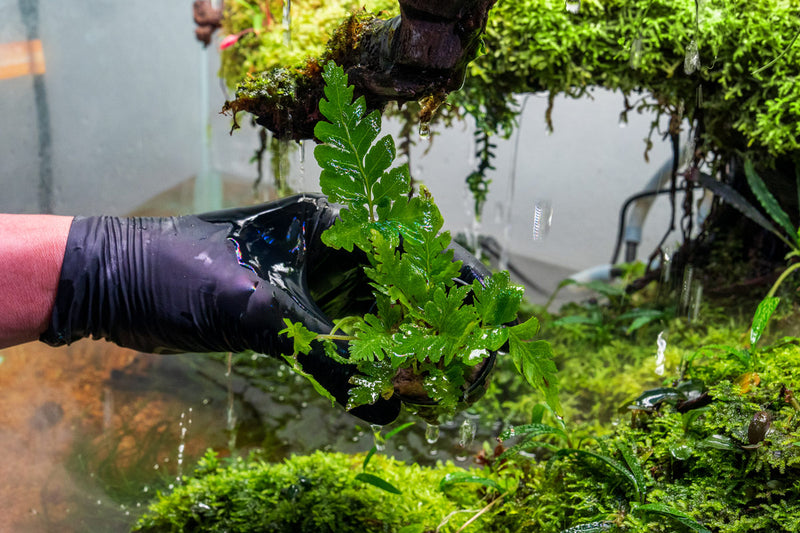 Healthy Heterogonium Pinnatum terrarium plant from ACW with vibrant green leaves and trailing growth.