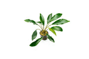 Homalomena Broad Cuneate (Red Stem) Aquatic Plant - Buce Plant