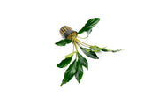 Homalomena Broad Cuneate (Red Stem) Aquatic Plant - Buce Plant