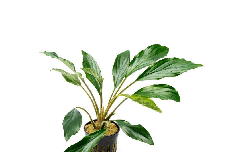 Homalomena Broad Cuneate (Red Stem) Aquatic Plant - Buce Plant