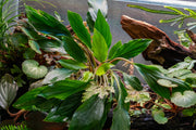 Homalomena Broad Cuneate (Red Stem) Aquatic Plant - Buce Plant