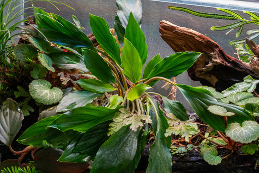 Homalomena Broad Cuneate aquatic plant with red stems, lush green leaves, ideal for freshwater aquariums, by CPA.
