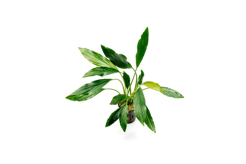 Homalomena Broad Sekadau South Aquatic Plant - Buce Plant