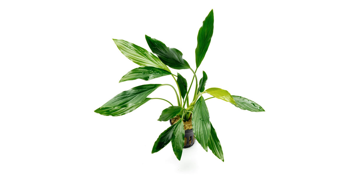 homalomena-broad-sekadau-south