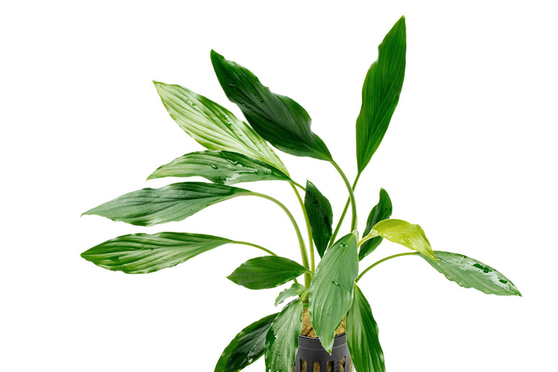 Homalomena Broad Sekadau South Aquatic Plant - Buce Plant