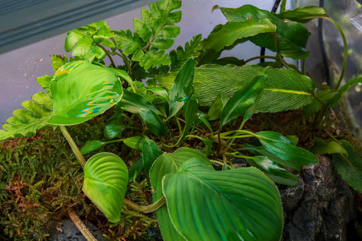 Homalomena Broad Sekadau South aquatic plant with lush green broad leaves, perfect for freshwater aquariums, by CPA.