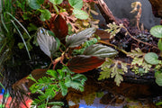 Homalomena Humilis aquatic plant by BUCE with green, leafy stems suitable for freshwater aquariums.