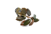 Homalomena Humilis aquatic plant from BUCE showing green, leafy stems suitable for freshwater aquariums.