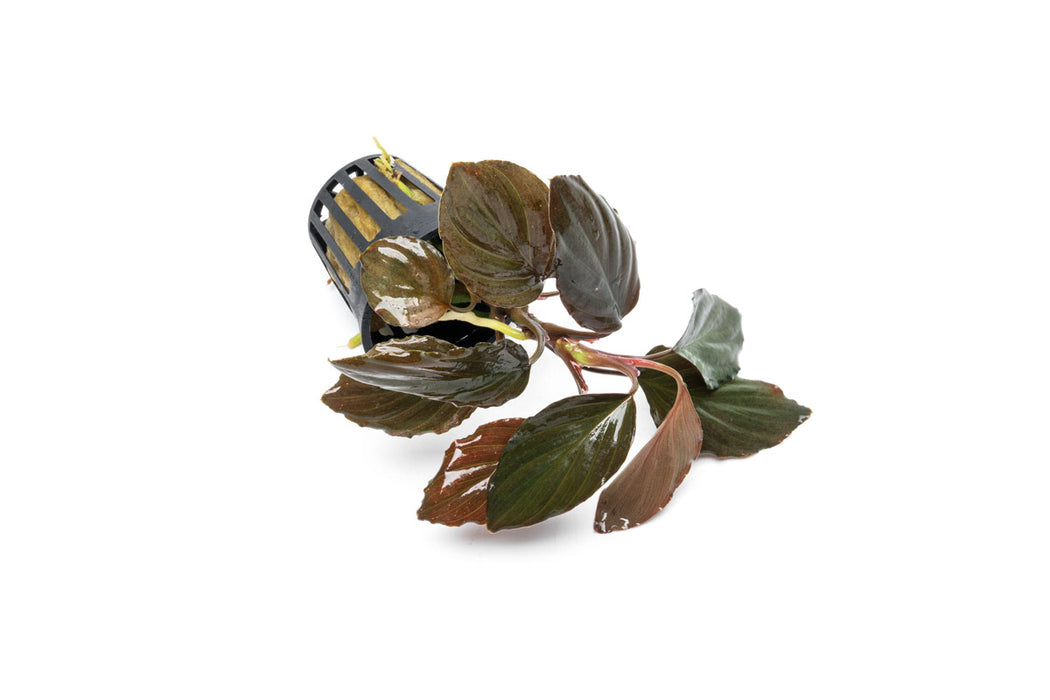 Homalomena Humilis aquatic plant by BUCE with lush green, broad leaves suitable for freshwater aquariums.