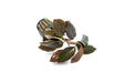 Homalomena Humilis aquatic plant by BUCE with lush green, broad leaves suitable for freshwater aquariums.