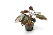 Healthy Homalomena Humilis aquatic plant from BUCE with lush green leaves, ideal for freshwater aquariums.