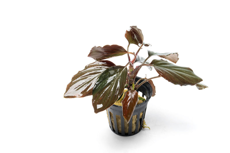 Healthy Homalomena Humilis aquatic plant from BUCE with lush green leaves, ideal for freshwater aquariums.